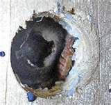 Bed Bugs On Animals photos