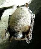 Bed Bugs On Animals images