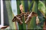 pictures of Bed Bugs 78704