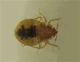 Bed Bugs On Animals images