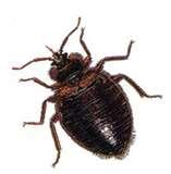 photos of Bed Bugs On Animals