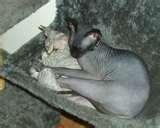 Bed Bugs Radiator pictures