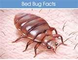 Bed Bugs Policy photos