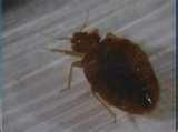 images of Bed Bugs Kdka