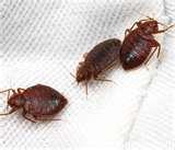 photos of Bed Bugs Metamorphosis