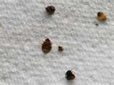 images of Bed Bugs Kdka