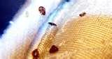 pictures of Bed Bugs Risk