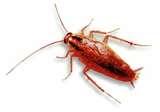 photos of Bed Bugs Psychological Trauma