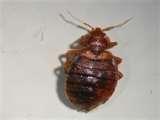 pictures of Bed Bugs Psychological Trauma