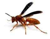 Bed Bugs In Billings Mt pictures