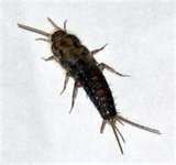 images of Bed Bugs Psychological Trauma