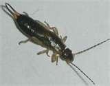 Bed Bugs Psychological Trauma photos