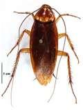 Bed Bugs Psychological Trauma images