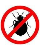 photos of Bed Bugs Are Attracted To