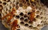 images of Bed Bugs Aggressive