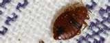 pictures of Bed Bugs Aggressive