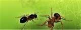 pictures of Bed Bugs El Paso