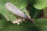 Bed Bugs Gig Harbor