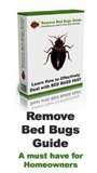 Bed Bugs Aggressive photos