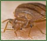 images of Bed Bugs Are Attracted To