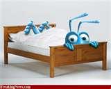 Bed Bugs Are Attracted To photos