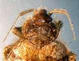 Bed Bugs Are Attracted To images