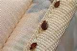 Bed Bugs Are Attracted To photos