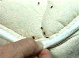 photos of Bed Bugs Aggressive