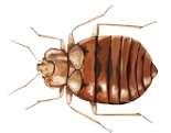 Bed Bugs Aggressive