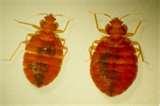 Are Bed Bugs Everywhere images