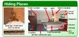 Bed Bugs Clothes Treatment photos