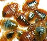 Bed Bugs Clothes Treatment