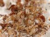 photos of Bed Bugs Clothes Treatment