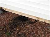 pictures of Bed Bugs Nj School