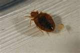 Bed Bugs Safety photos
