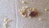 photos of Bed Bugs Clothes Treatment