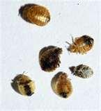 Bed Bugs Rss Feed