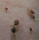 Bed Bugs Rss Feed images