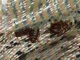 Bed Bugs Clothes Treatment photos