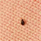 Bed Bugs Clothes Treatment photos