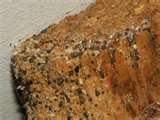 Bed Bugs Clothes Treatment photos