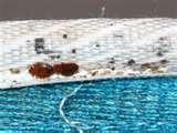 Bed Bugs Rss Feed photos