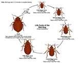images of Bed Bugs Bed Bugs