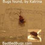Bed Bugs Under Scalp images
