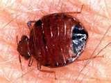 Bed Bugs Obama images