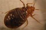 pictures of Bed Bugs Extreme Cold