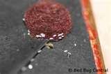 images of Bed Bugs Bed Bugs