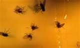 Bed Bugs Uconn
