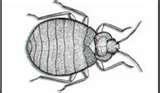 Bed Bugs Uconn photos