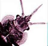 images of Bed Bugs Uconn
